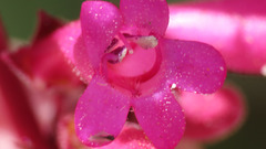 Penstemon clevelandii