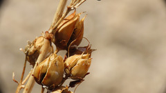 Penstemon clevelandii