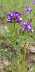 Astragalus lindheimeri