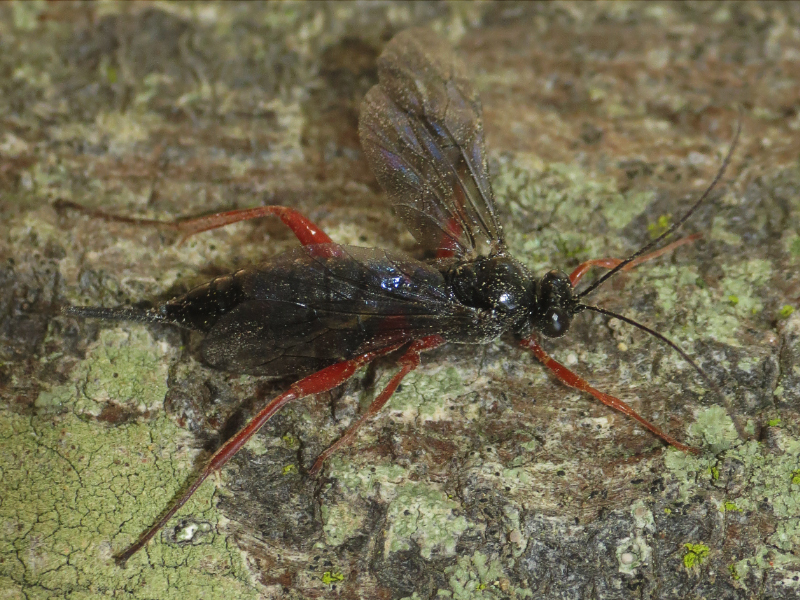 Pimpla sanguinipes