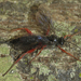 Pimpla sanguinipes - Photo (c) C. Mallory, some rights reserved (CC BY-NC), uploaded by C. Mallory