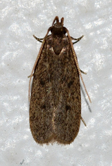 Glyphidocera juniperella