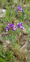 Astragalus lindheimeri