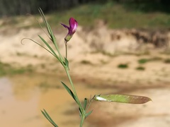Lathyrus angulatus