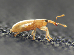 Derelomus subcostatus