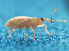 Derelomus subcostatus