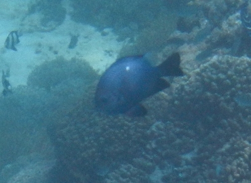 Dascyllus trimaculatus