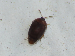 Sericoderus