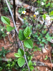 Grewia rhombifolia