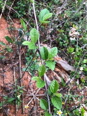 Grewia rhombifolia