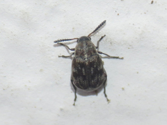 Acanthoscelides