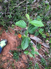 Grewia rhombifolia
