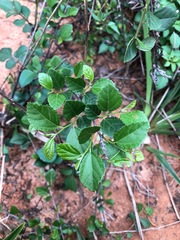 Grewia rhombifolia