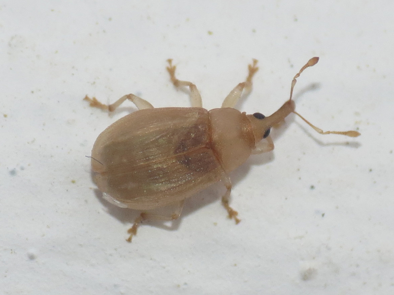 Derelomus subcostatus