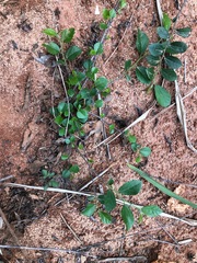 Grewia rhombifolia