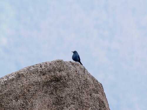 Blue Rock-Thrush