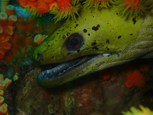 Gymnothorax fimbriatus