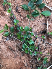 Grewia rhombifolia