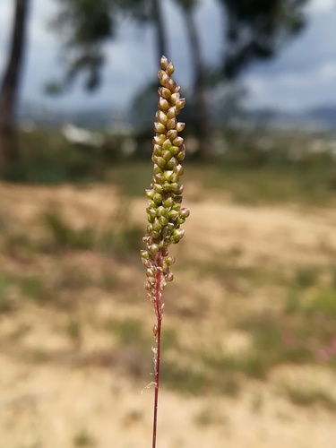 Airopsis tenella