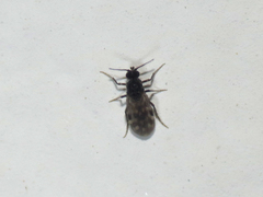 Culicoides