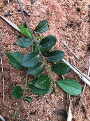 Grewia rhombifolia