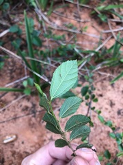 Grewia rhombifolia