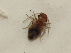 Maoripsocus