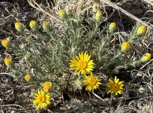Cut-leaf Ironplant