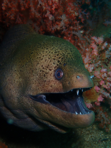 Gymnothorax javanicus
