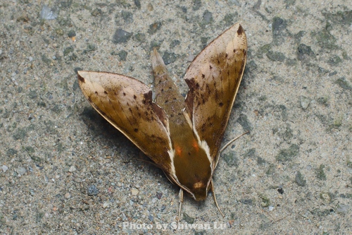 Rhagastis castor