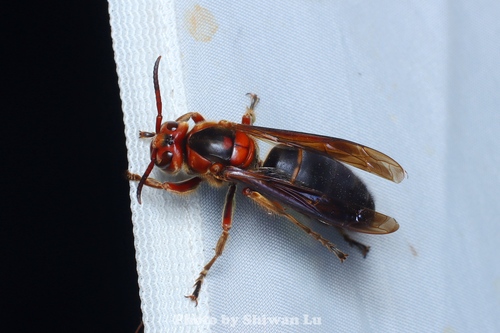 Black-bellied Hornet