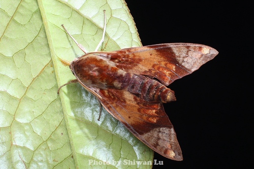 Dahira obliquifascia