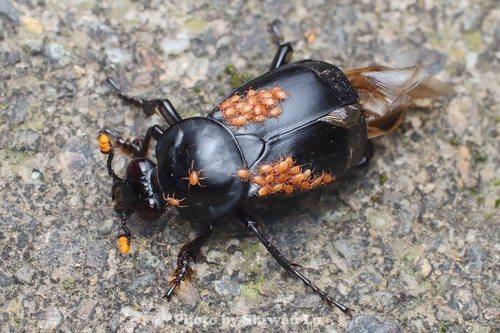 Nicrophorus concolor