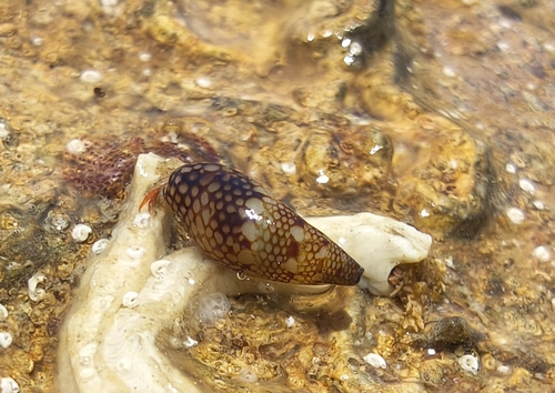 Mitrella guttata observed 2026-04-27