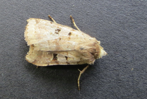 Diarsia esurialis photo 3