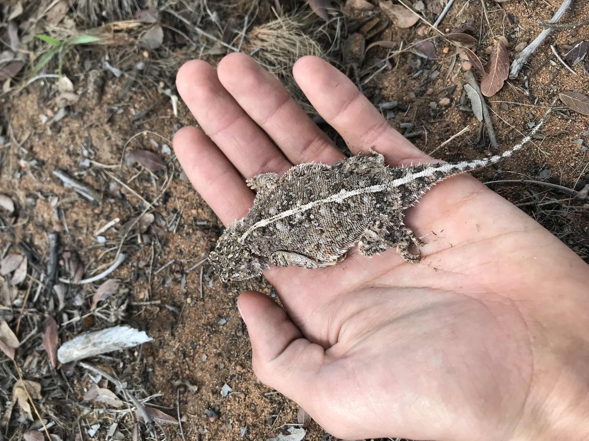 Agama aculeata distanti (Boulenger, 1902)