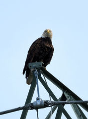 Haliaeetus leucocephalus
