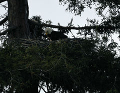 Haliaeetus leucocephalus