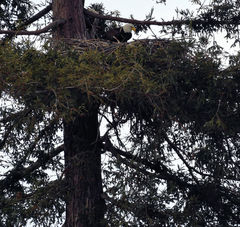 Haliaeetus leucocephalus