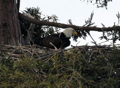 Haliaeetus leucocephalus