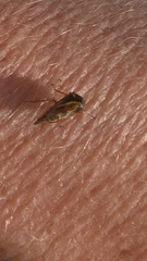 Smilia fasciata