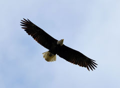 Haliaeetus leucocephalus