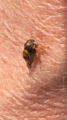 Smilia fasciata