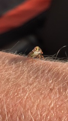Smilia fasciata