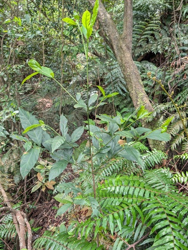 Aidia canthioides observed 2026-04-28