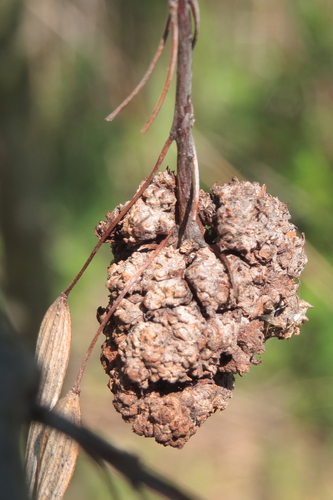 Ash Key Gall Mite, Provincia di Ancona, Italia, photo 9 of 10