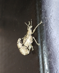 Dermatoxenus caesicollis