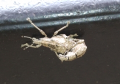 Dermatoxenus caesicollis