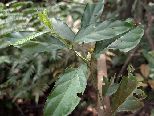 Aidia canthioides observed 2026-04-28