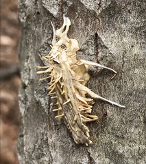 Akanthomyces aculeatus